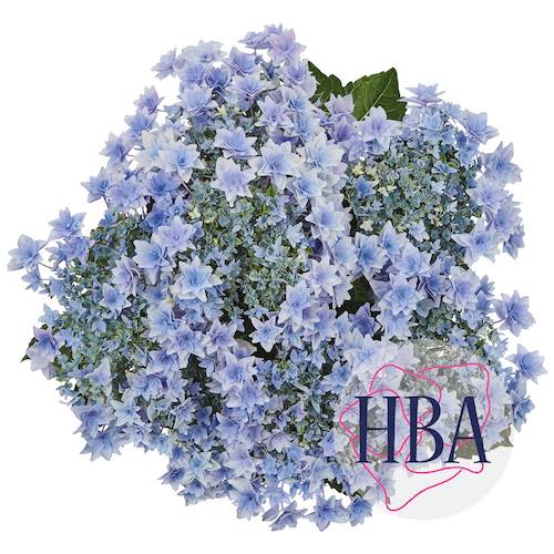 pothortensia’s Fabolo blue en Floria blue