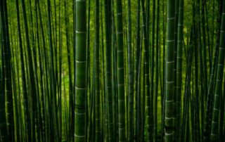 wonderlijk bamboe