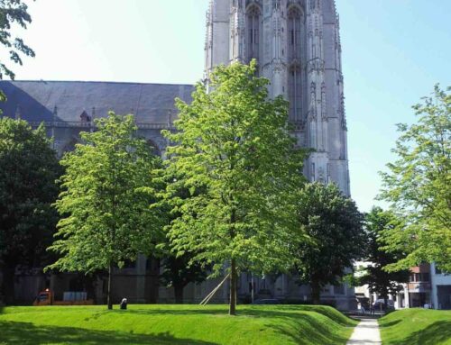 De voordelen van bomen planten in het najaar