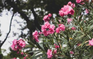 8 begeerde planten, oleander