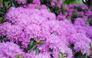 4 rhododendron-tips
