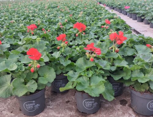 Pelargonium Long Life