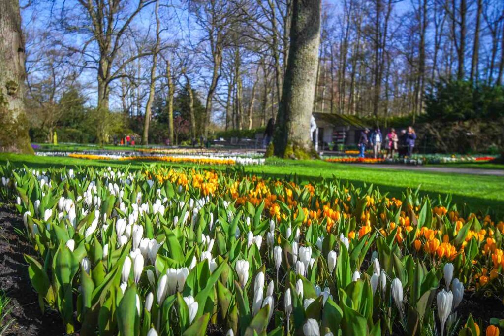 keukenhof is open, keukenhof 2024