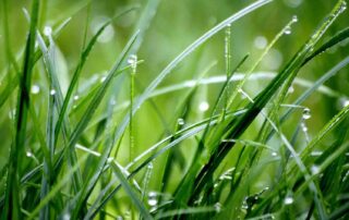 7 Tips voor het perfecte gras maaien