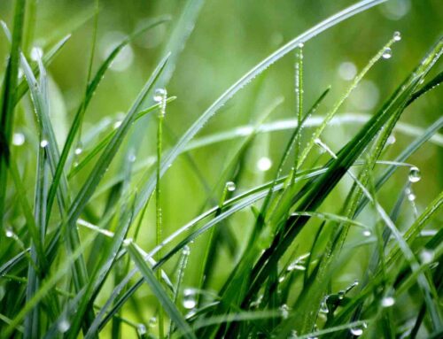 7 tips voor het perfecte gras maaien