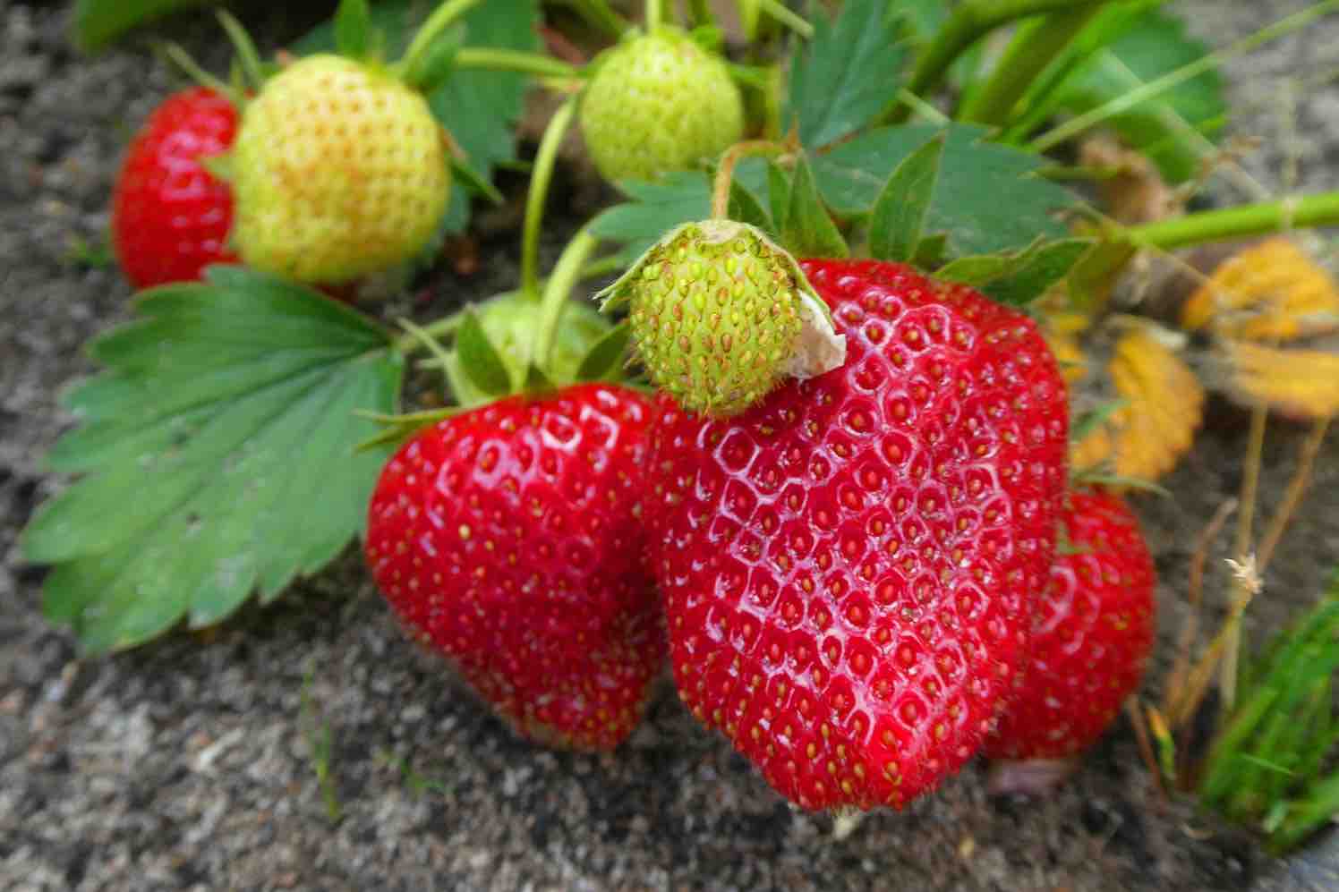 aardbeien uit eigen tuin