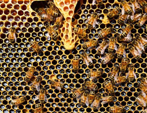 Wintersterfte honingbijen het hoogst sinds jaren