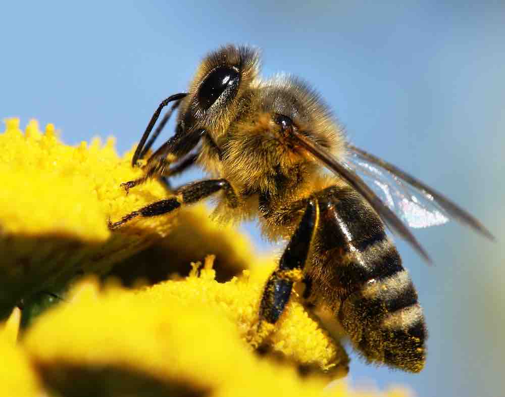 Wintersterfte honingbijen hoogst sinds jaren