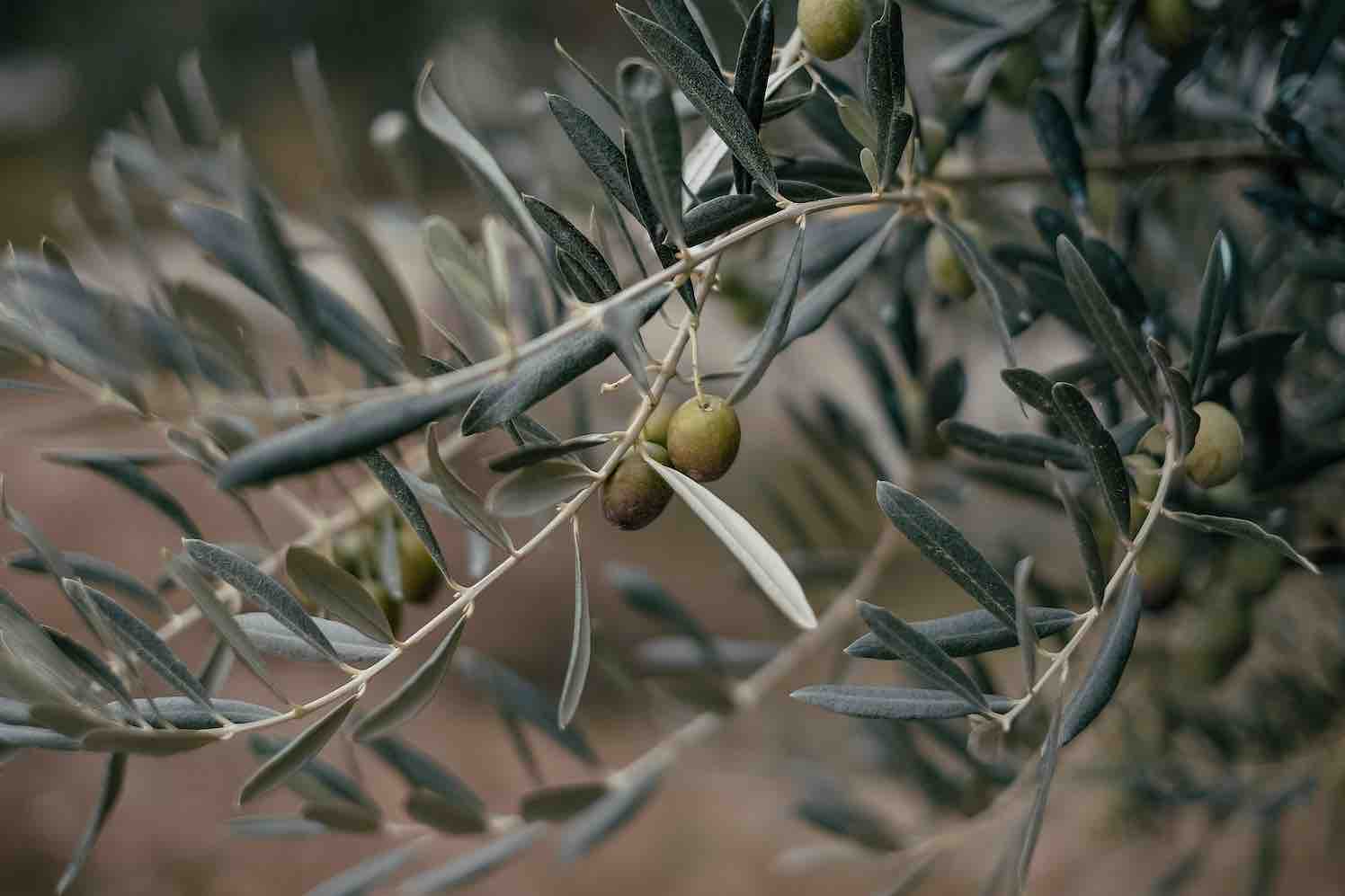 de griekse olijfboom