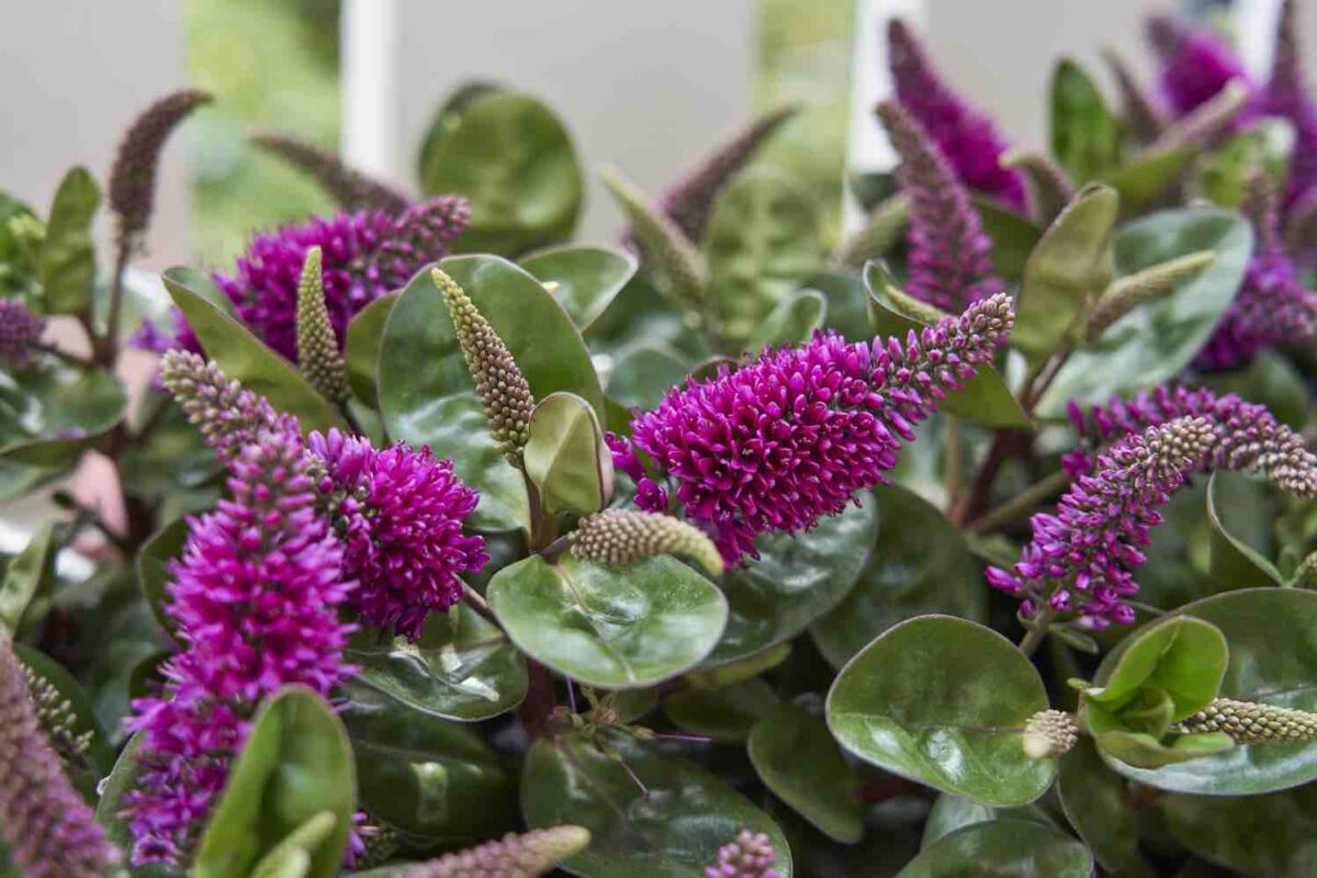 Nieuwe soorten Hebe bij start seizoen GroenVandaag