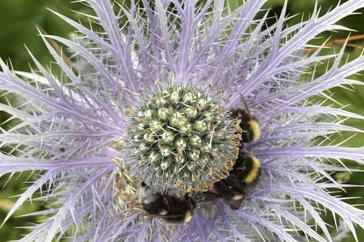 De Groene Plantenmarkt Groenvandaag