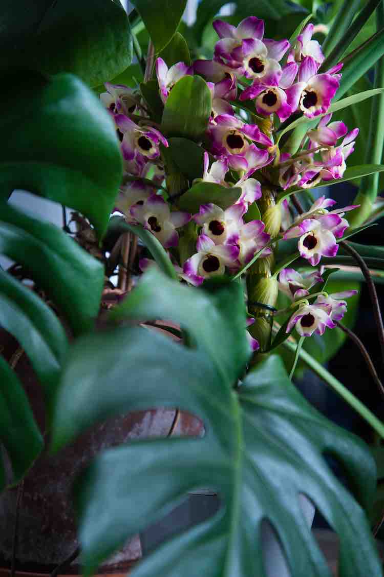 internationale dag van de orchidee 2023