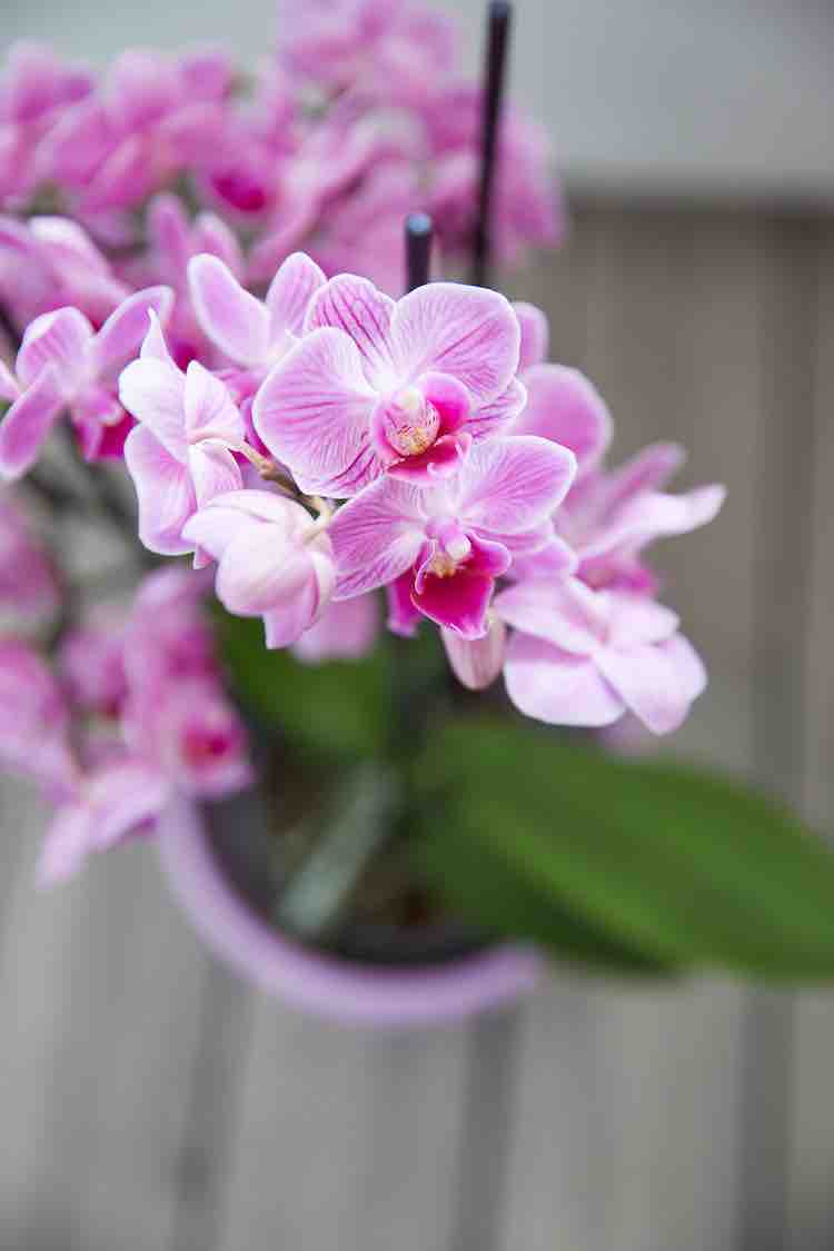 dag van de orchidee