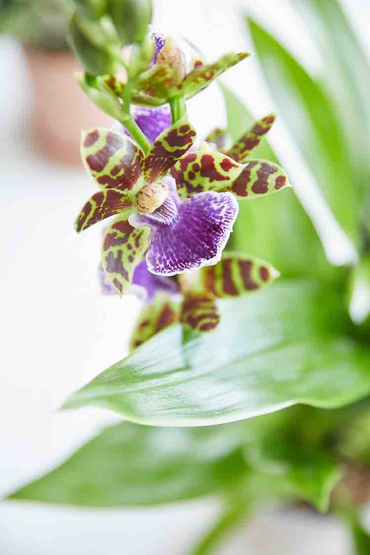 internationale dag van de orchidee 2023