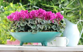 Vrolijke cyclamen oppepper voor de tuin