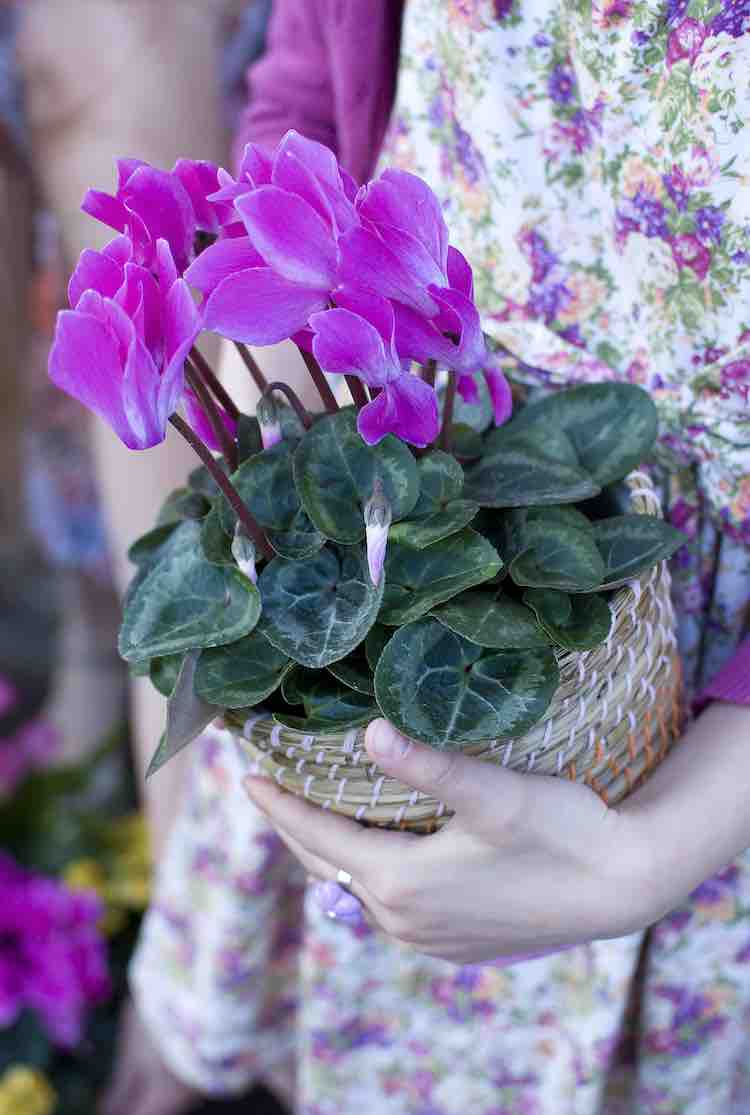 paarse cyclamen