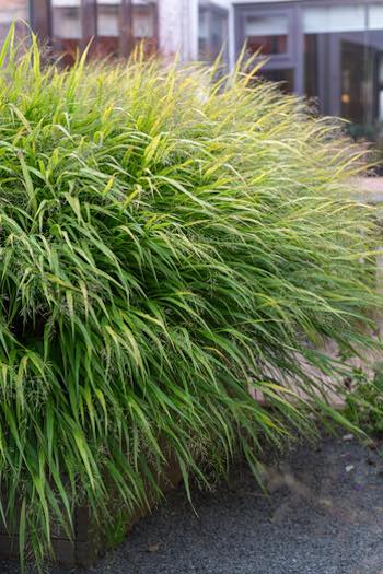 12 vaste planten die goed tegen droogte kunnen