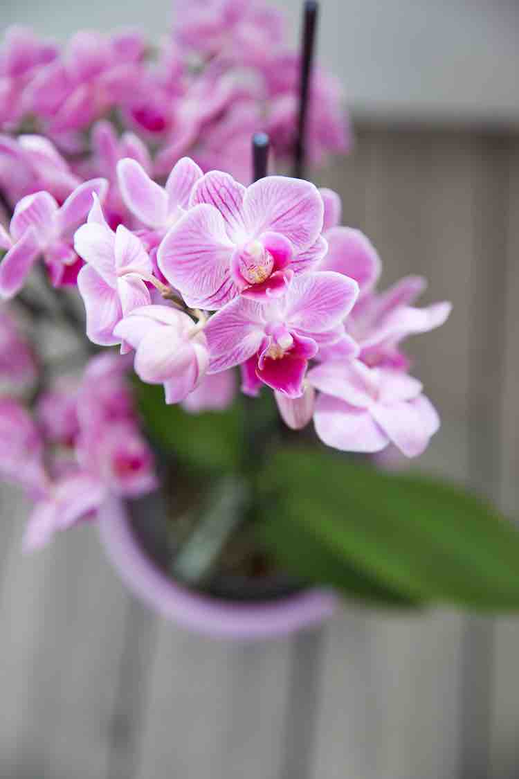 phalaenopsis, genieten van orchideeën
