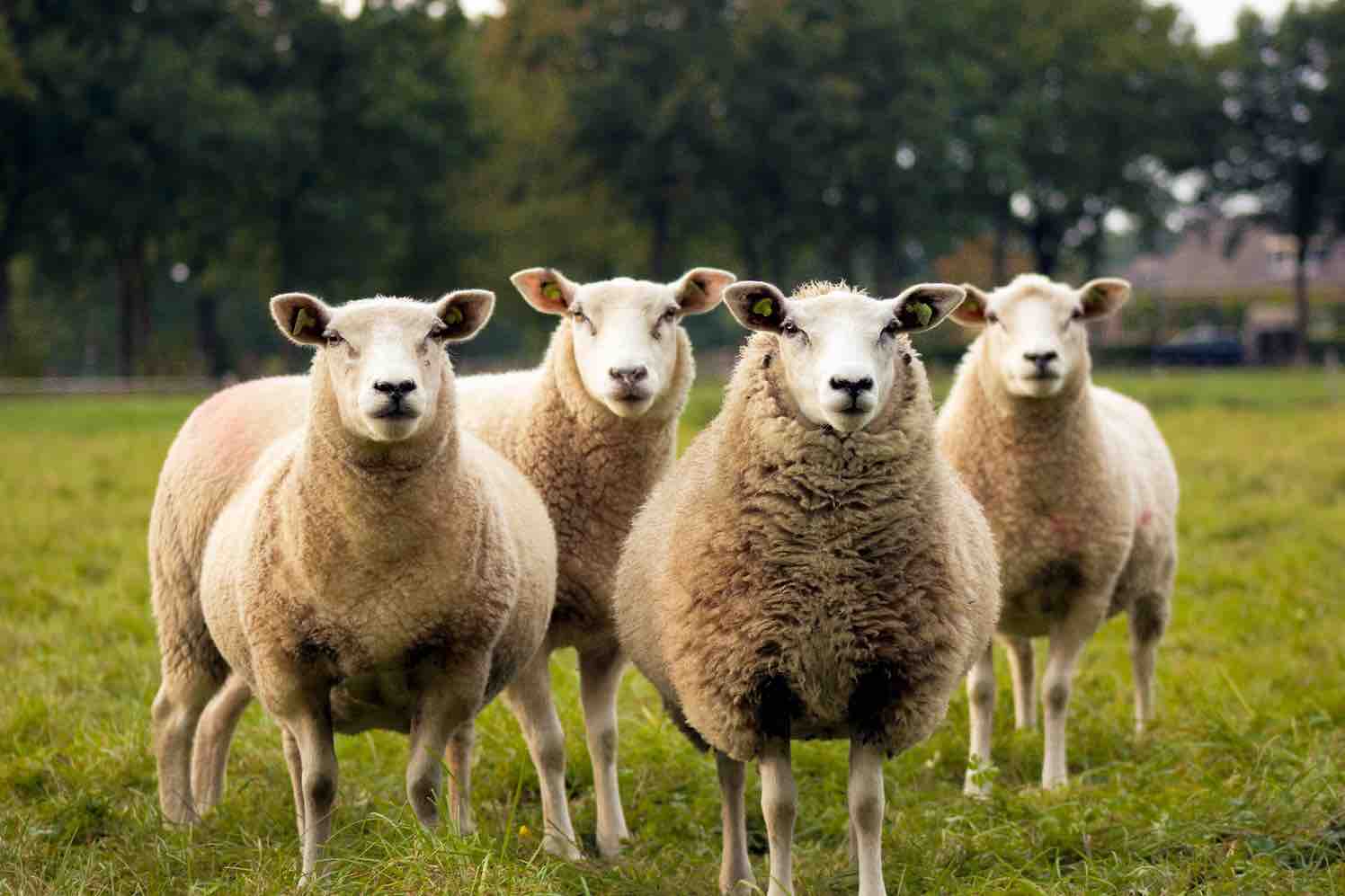 Een echt schapenhek voor de boerderijwoning