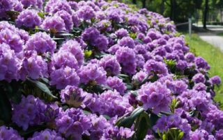 Rhododendrons kopen? Deze tips helpen je op weg
