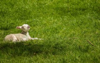 Het juiste graszaad kiezen voor een groen gazon