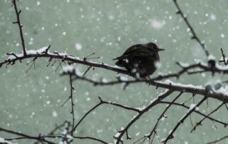 Tuinfeest: gedroogde meelwormen en zonnebloempitten, de perfecte mix voor vrolijke wintervogels