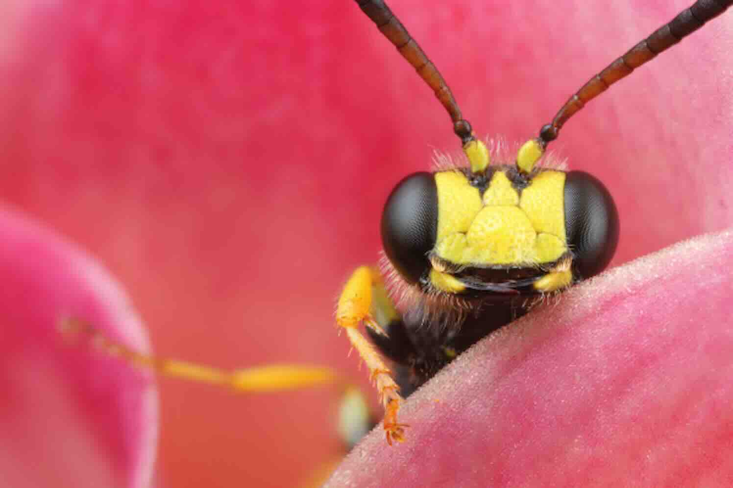 Design by nature: bloemen en insecten