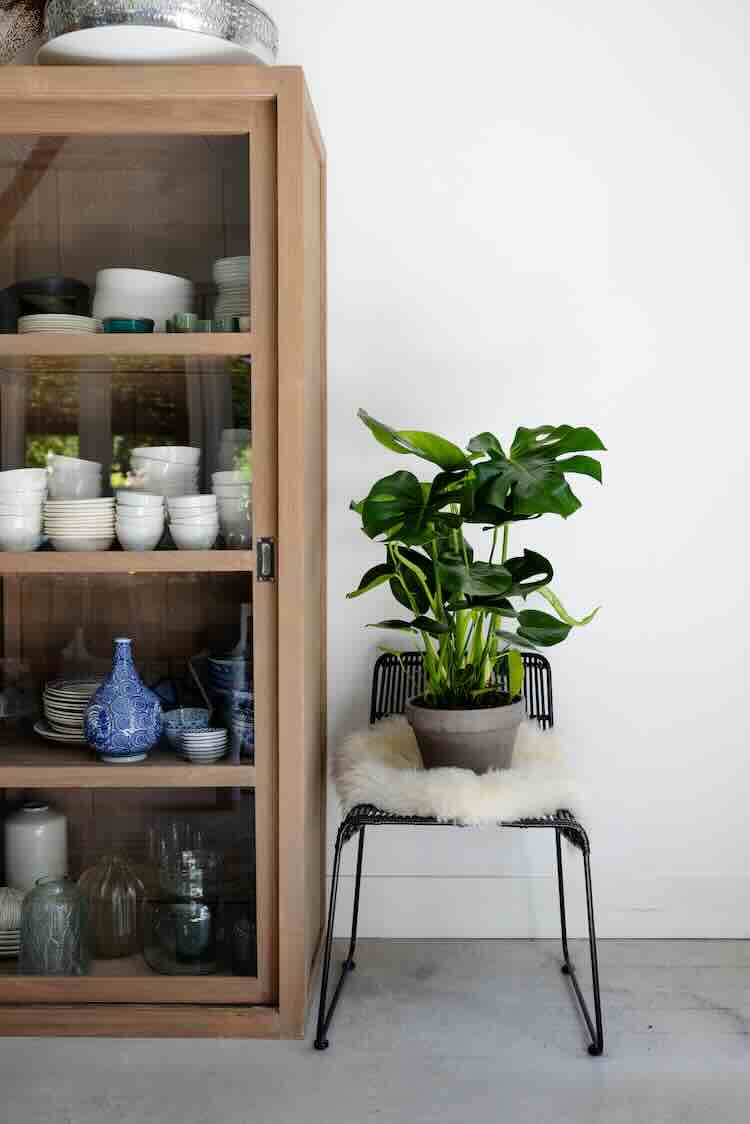 10 luchtzuiverende kamerplanten