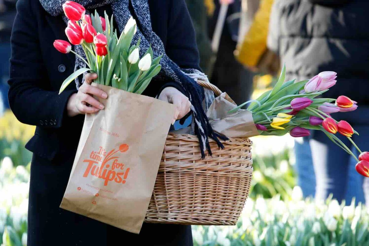 Nationale Tulpendag Op Januari Groenvandaag