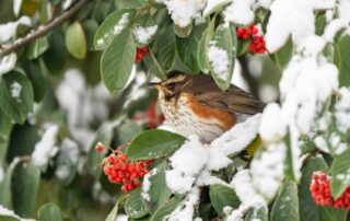 Vogels in de kou, eten is warmte