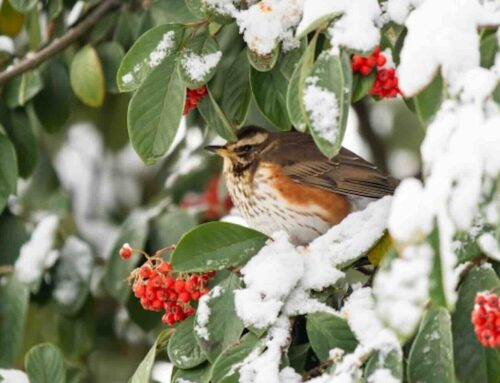 Vogels in de kou, eten is warmte