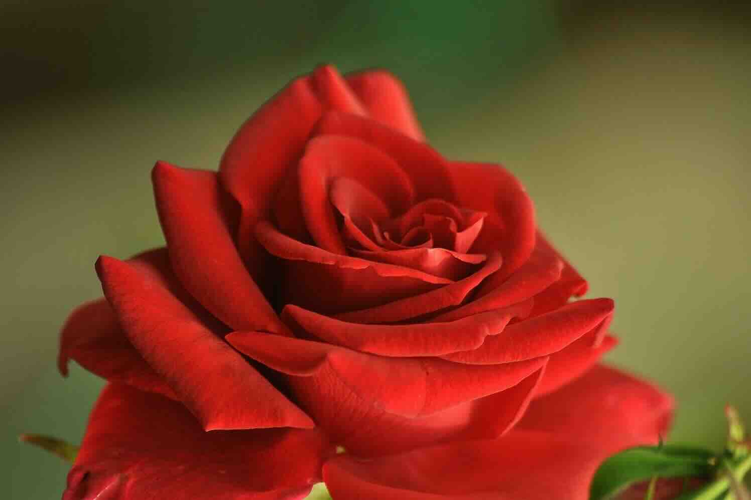 Duurzame rozen uit Nederland met Valentijn