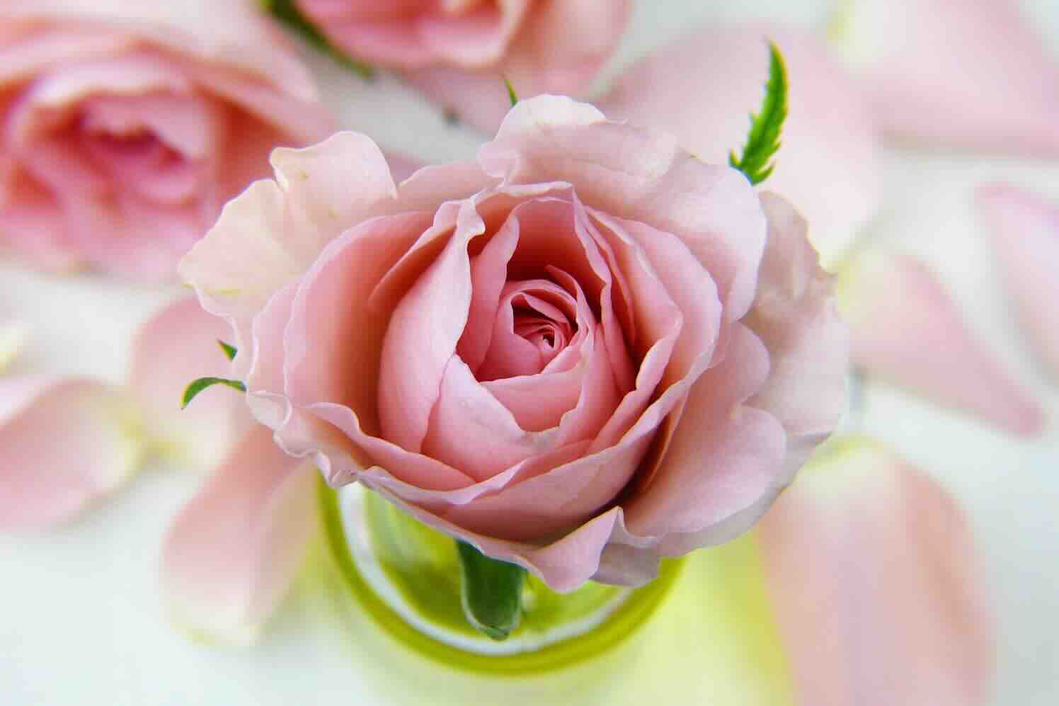Duurzame rozen uit Nederland met Valentijn