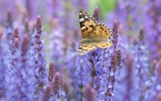 Veelzijdige Salvia lange doorbloeier in de tuin