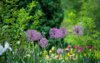 Een groene én onderhoudsvriendelijke tuin: kan dat?