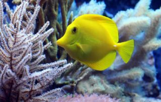 Een aquarium in de woonkamer is een topattractie