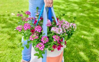 Fleurige zomerbloeiers voor balkon en terras