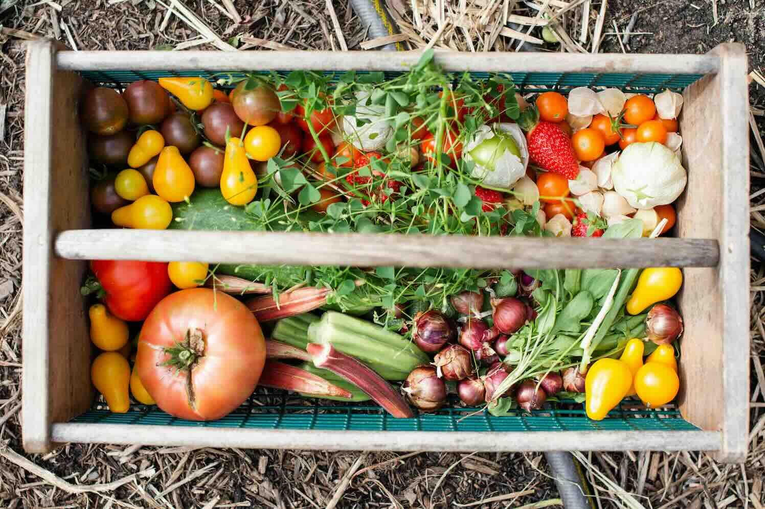 Zelf groente en fruit verbouwen: op weg naar duurzaamheid