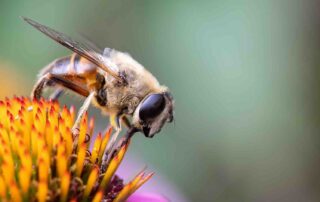 Insecten in beeld in museum Historische Tuin Aalsmeer