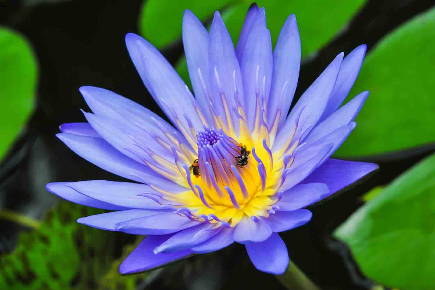Winterharde blauwe waterlelies zijn drijvende beauties