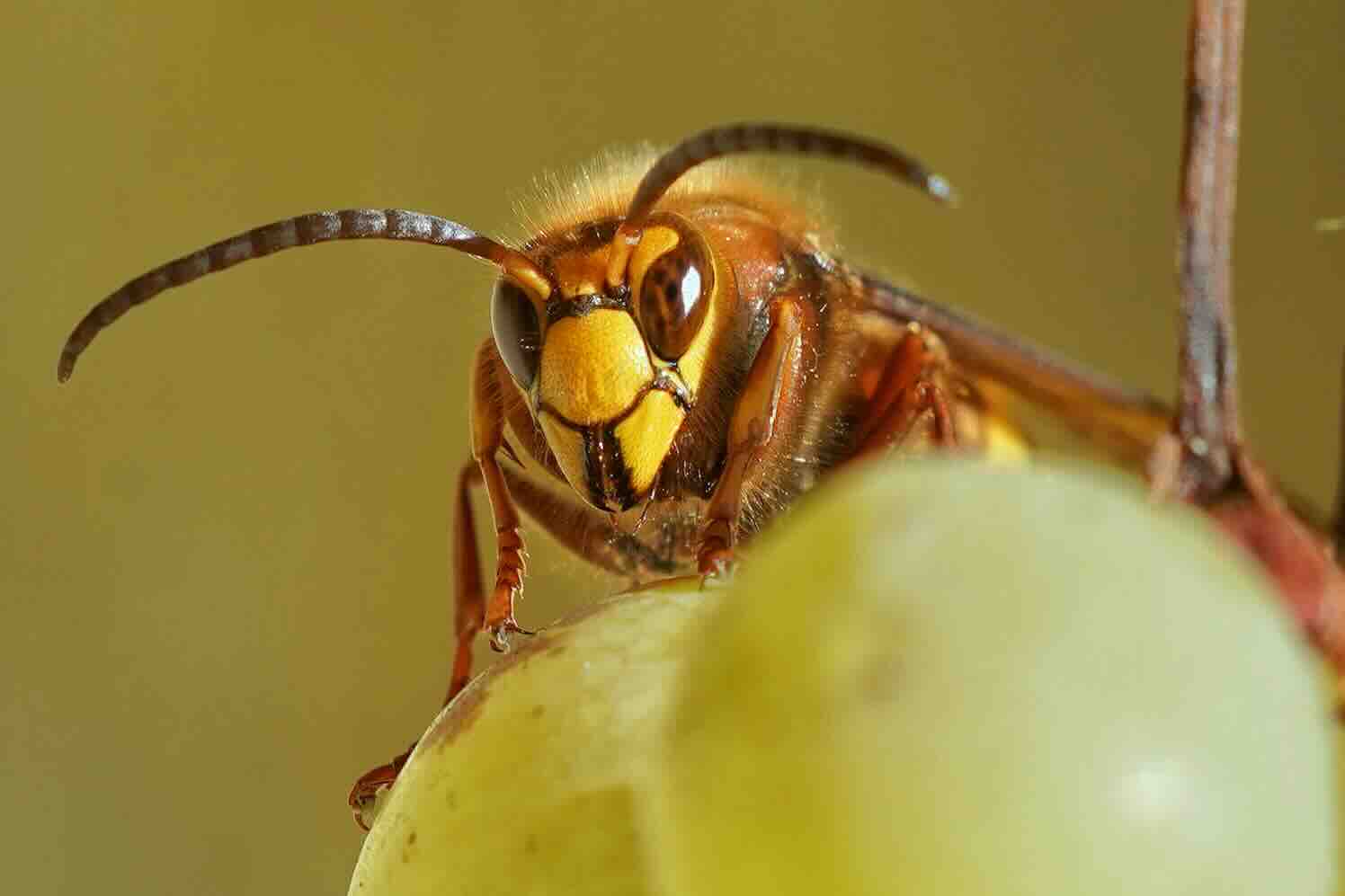 Hoe je een wespennest in de zomer verwijdert
