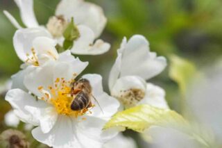 Tuinrozen en biodiversiteit het jaar rond