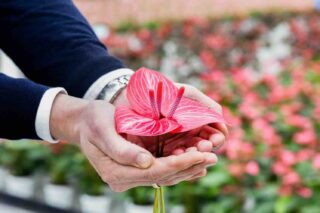 Hoe familiebedrijf Stolk Brothers zijn planten biologisch gezond houdt