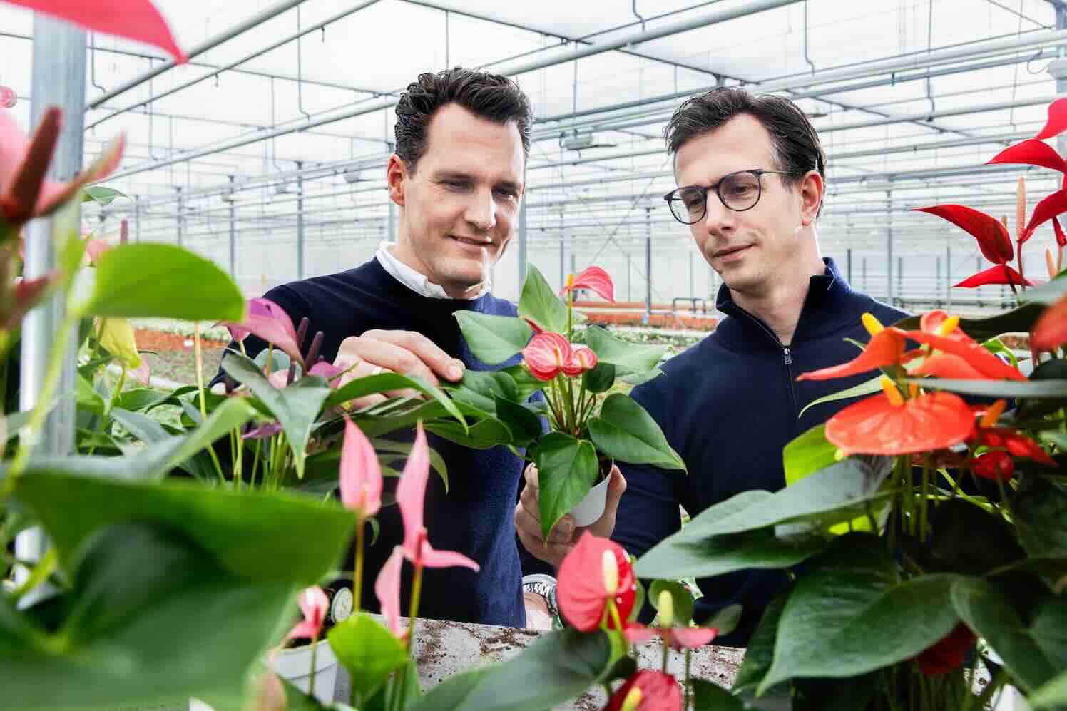 Hoe familiebedrijf Stolk Brothers zijn planten biologisch gezond houdt