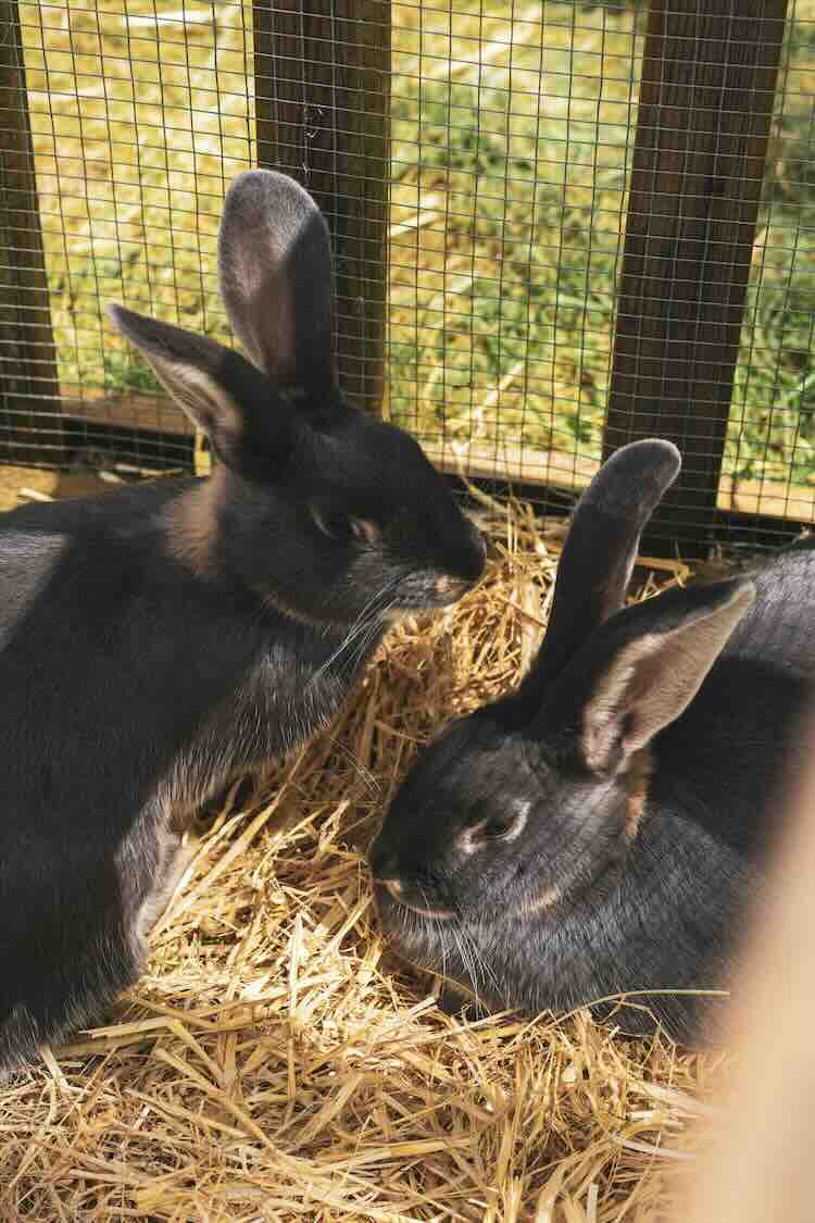 Omdat je het beste wil voor je hobbydieren