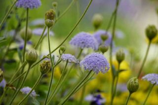 Versterk de biodiversiteit met inheemse planten in jouw tuin