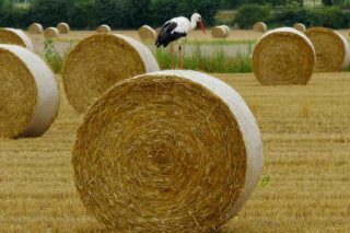 Omdat je het beste wil voor je hobbydieren