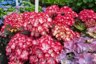 Hortensiapracht in de Historische Tuin