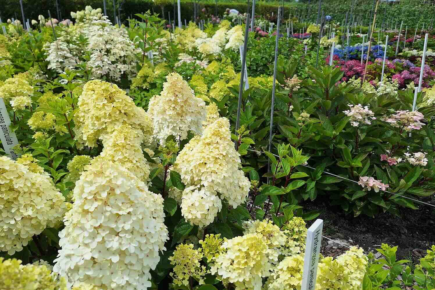 Hortensiapracht in de Historische Tuin