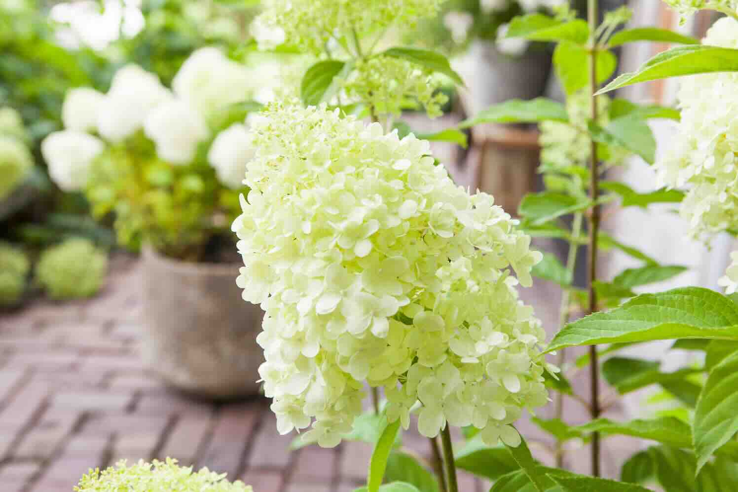 3 grote pluimen voor de zomertuin